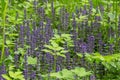 Thickets of blue flowers from the family Lamiaceae or Labiatae in the Gatchina forest, Russia. Summer, June. Harvesting Royalty Free Stock Photo