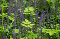 Thickets of blue flowers from the family Lamiaceae or Labiatae in the Gatchina forest, Russia. Summer, June. Harvesting