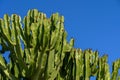 thickets of cactus against the blue sky
