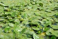 Thickets of candock (Nuphar lutea) Royalty Free Stock Photo