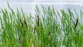 Thickets of cattail in a pond, background backdrop nature. Green bulrush leaves, ripe brown cob of cattail