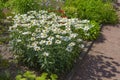 Thickets of the chamomile, nivyanik magnificent , leucanthemum superbum