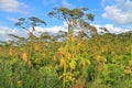 Thickets of a cow-parsnip (Heracleum) Royalty Free Stock Photo