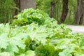 Thickets of cow parsnip, cow parsnip on the side of the road Royalty Free Stock Photo