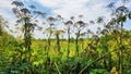 Thickets of dangerous toxic plant Giant Hogweed. Also known as Heracleum or Cow Parsnip. Forms burns and blisters on skin Royalty Free Stock Photo