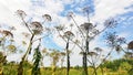 Thickets of dangerous toxic plant Giant Hogweed. Also known as Heracleum or Cow Parsnip. Forms burns and blisters on skin Royalty Free Stock Photo
