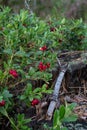 Thickets of delicious ripe cowberry on an old stump Royalty Free Stock Photo