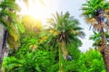 Thickets of different palms in a tropical Mediterranean park