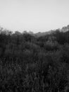 Thickets of dried tall grass in a dense autumn forest. Black and white.
