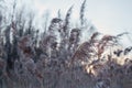 Thickets of dry reeds, cane seeds. Pampas grass on the lake shore, golden lake reeds swaying in the wind against the Royalty Free Stock Photo