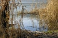 Thickets of dry reeds on river bank in windy weather. Dry Grass, calm flow of river water. Picturesque landscape. Royalty Free Stock Photo