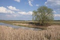 Thickets of dry reeds on the shores of a small lake in sunny weather. A large branchy tree on the shore