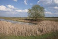 Thickets of dry reeds on the shores of a small lake in sunny weather. A large branchy tree on the shore
