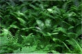 Thickets of fern in the forest. leaves grow beautiful patterns, green background