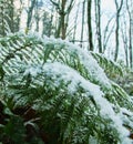 thickets of ferns covered with snow Royalty Free Stock Photo
