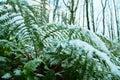 thickets of ferns covered with snow Royalty Free Stock Photo