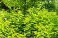 Thickets of flowering stinging nettle on blurred background of trees