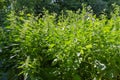 Thickets of flowering stinging nettle and burdock