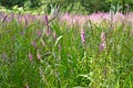 Thickets of flowering willow bush (Lythrum salicaria L
