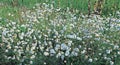 Thickets of flowers field of camomiles Royalty Free Stock Photo