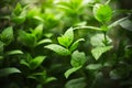 Thickets of fragrant mint, covered with dew drops Royalty Free Stock Photo