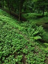 thickets of grass and a fern bush on a hill in a green forest