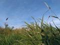 thickets of green grass against a blue sky at sunset