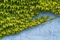 Thickets of green ivy on a vertical blue wall Royalty Free Stock Photo