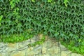 Thickets of a green ivy on a vertical wall Royalty Free Stock Photo