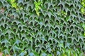 Thickets of a green ivy on a vertical wall Royalty Free Stock Photo