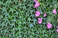 Thickets of a green ivy on a vertical wall Royalty Free Stock Photo