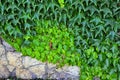 Thickets of a green ivy on a vertical wall Royalty Free Stock Photo