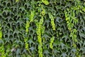 Thickets of a green ivy on a vertical wall Royalty Free Stock Photo