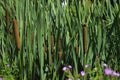 Thickets of green reeds on a pond Royalty Free Stock Photo