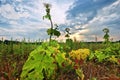 Thickets Heracleum in field Royalty Free Stock Photo