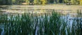 Thickets of high reed grass on the swamp