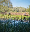 Thickets of high reed grass on the swamp