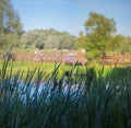 Thickets of high reed grass on the swamp