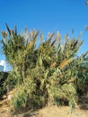 Thickets of high reeds growing on the sand on the shores of the Mediterranean Sea against the background of a blue cloudless sky