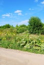 Thickets of hogweed on the edges of a rural road. Weed. Giant hogweed in sunlight in summer. A large hogweed plant with Royalty Free Stock Photo