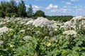 Thickets of hogweed in the field, heracleum. Royalty Free Stock Photo