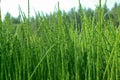 Thickets horsetail Royalty Free Stock Photo