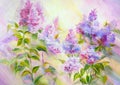 Thickets of lilac bush at sunrise. Oil painting Royalty Free Stock Photo