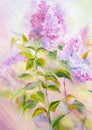 Thickets of lilac bush at sunrise. Oil painting Royalty Free Stock Photo