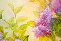 Thickets of lilac bush at sunrise. Oil painting Royalty Free Stock Photo