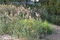 Thickets of lush flowering green reeds grow on the shore near the water Royalty Free Stock Photo