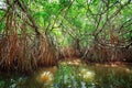 Thickets of mangrove trees in the tidal zone. Sri Lanka