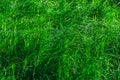 Green natural background - thickets of marsh grass Royalty Free Stock Photo
