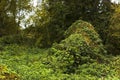 Thickets of marsh grass and wild grapes Royalty Free Stock Photo