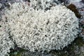 Thickets of moss of yagel Cladonia rangiferina